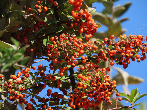 Ornamental Buckthorn fruits, also known as Pyracantha coccinea, add a pop of vibrant color to any landscape.