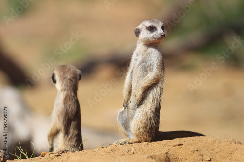 Two meerkats (Suricata suricatta) in the sand © IvSky