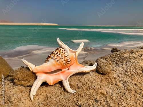 Seashell in the background Dead Sea and resorts. Concept  travel to Israel  wellness vacation  summer in winter