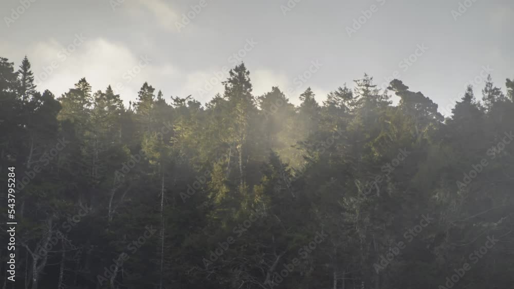 Fog and clouds blowing in opposite directions outside of a forest tree line - timelapse Fog and clouds blowing in opposite directions outside of a forest tree line - timelapse