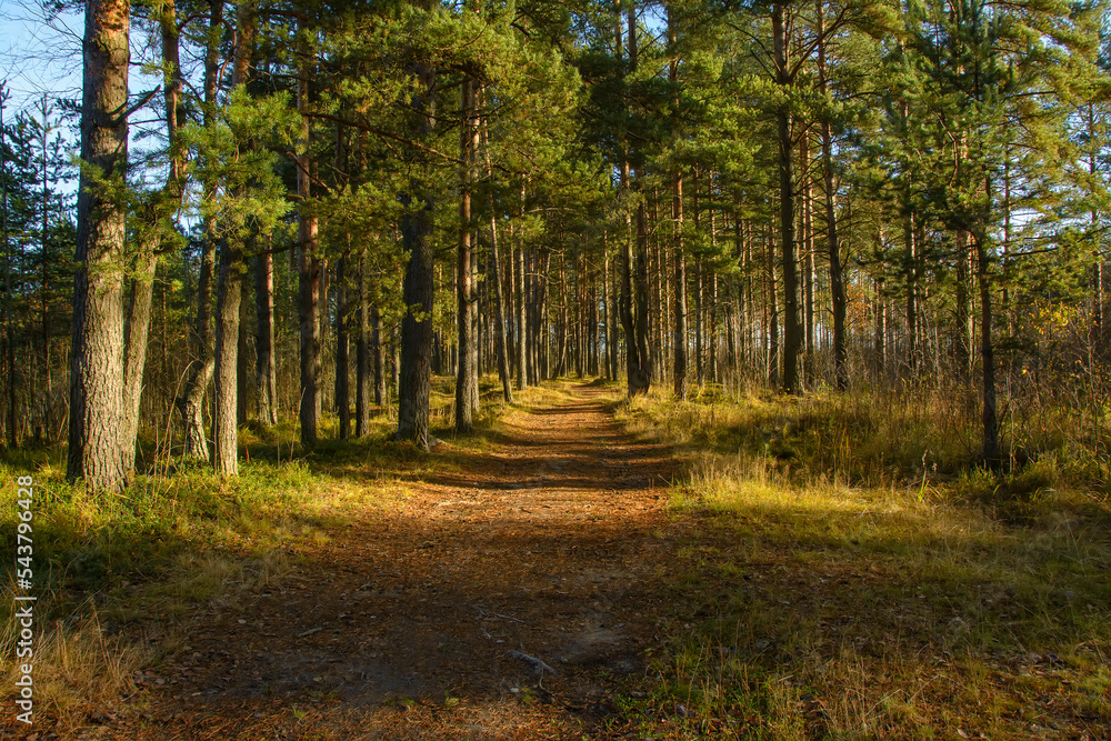 Road in a pine forest in the Leningrad region in autumn.