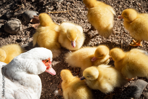 Mother duck with all her cute fluffy golden baby ducklings