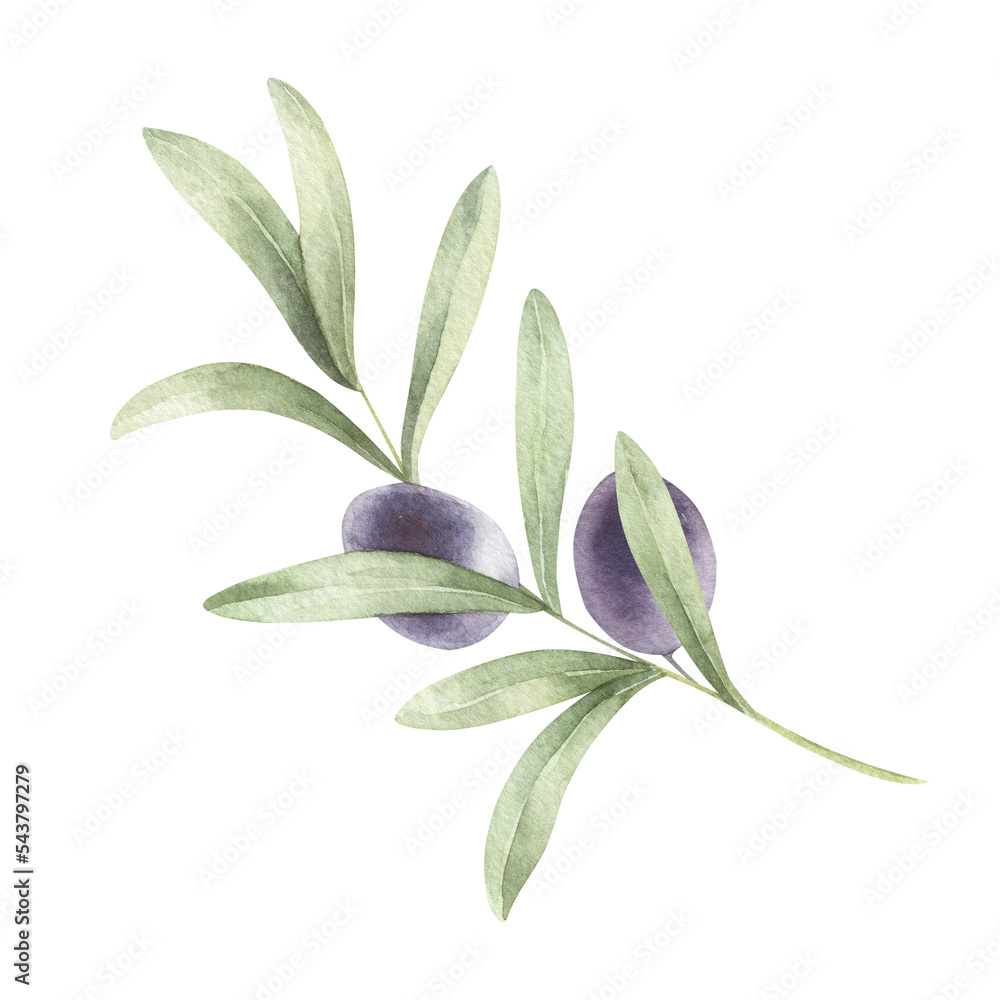 Obraz premium Olive branch with olive isolated. Watercolor botanical illustration. Watercolor olive branch isolated.