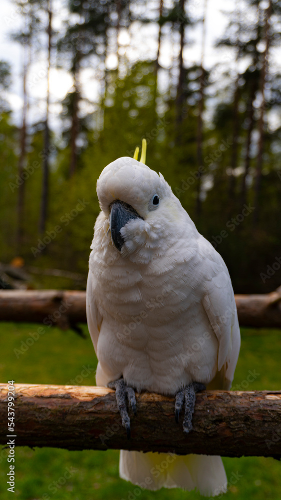 Obraz premium cozy cockatoo
