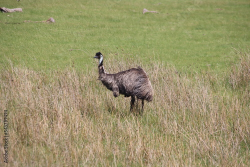 Emu (Dromaius novaehollandiae) near the coastal town of Esperance, Western Australia.