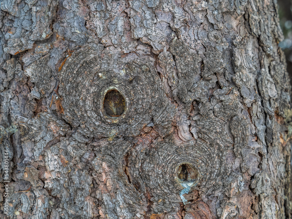 Bark texture and background of a old fir tree trunk. Detailed bark texture. Natural background Bark texture and background of a old fir tree trunk. Detailed bark texture. Natural background