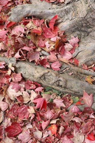 Sendai City, Miyagi Prefecture, Japan. Fallen leaves on the sidewalk in autumn. photo