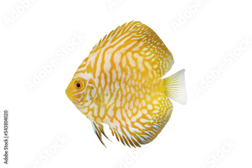 Photography Baby Golden CKB Discus pompadour fish