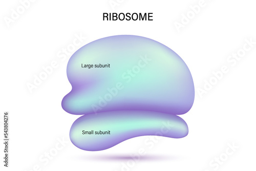 Ribosome structure vector. Large subunit and Small subunit. 