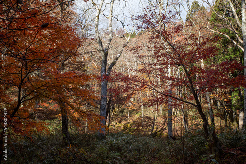 日本の岡山県の若杉天然林のとても美しい紅葉