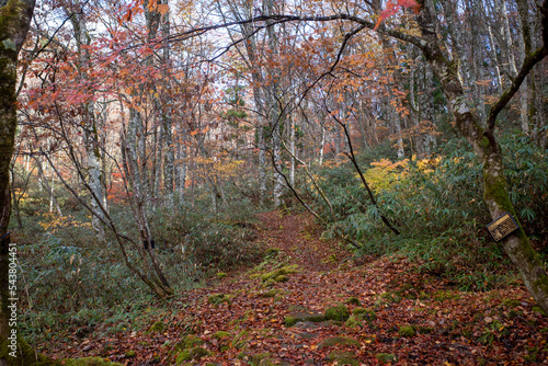 日本の岡山県の若杉天然林のとても美しい紅葉