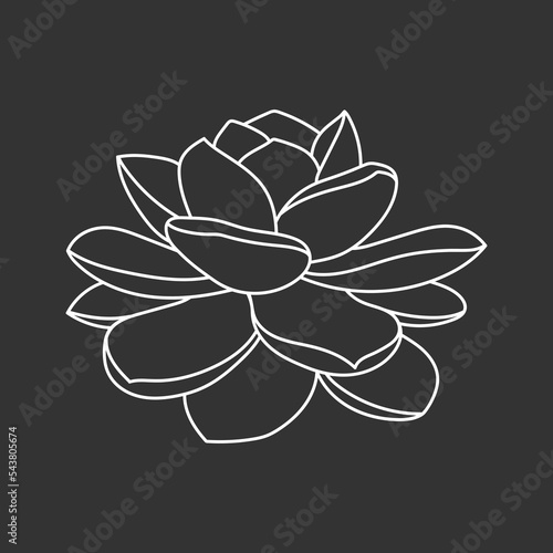 Succulent echeveria in doodle style, vector illustration. Desert flower hand drawn for print and design. Isolated white element on chalk board background. Home plant outline, side view