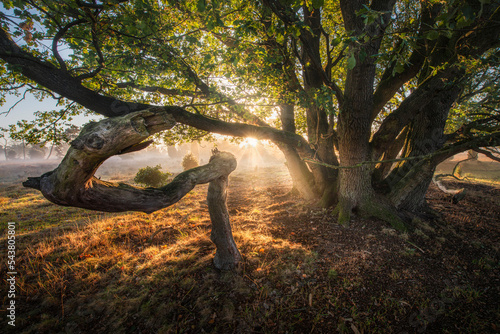 Oak in morning sun on heather field with fog in autumn fall located between germany and netherlands