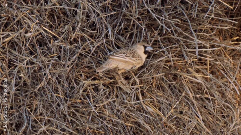 Sociable Weaver, or Philetairus socius, building a large compound ...
