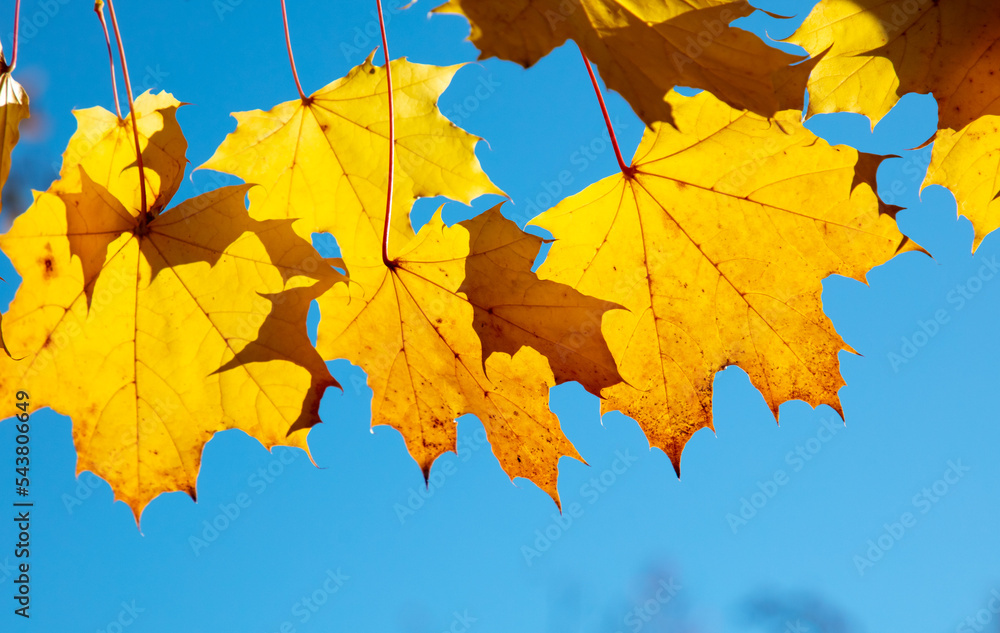 Obraz premium Yellow maple leaves on the tree in autumn.