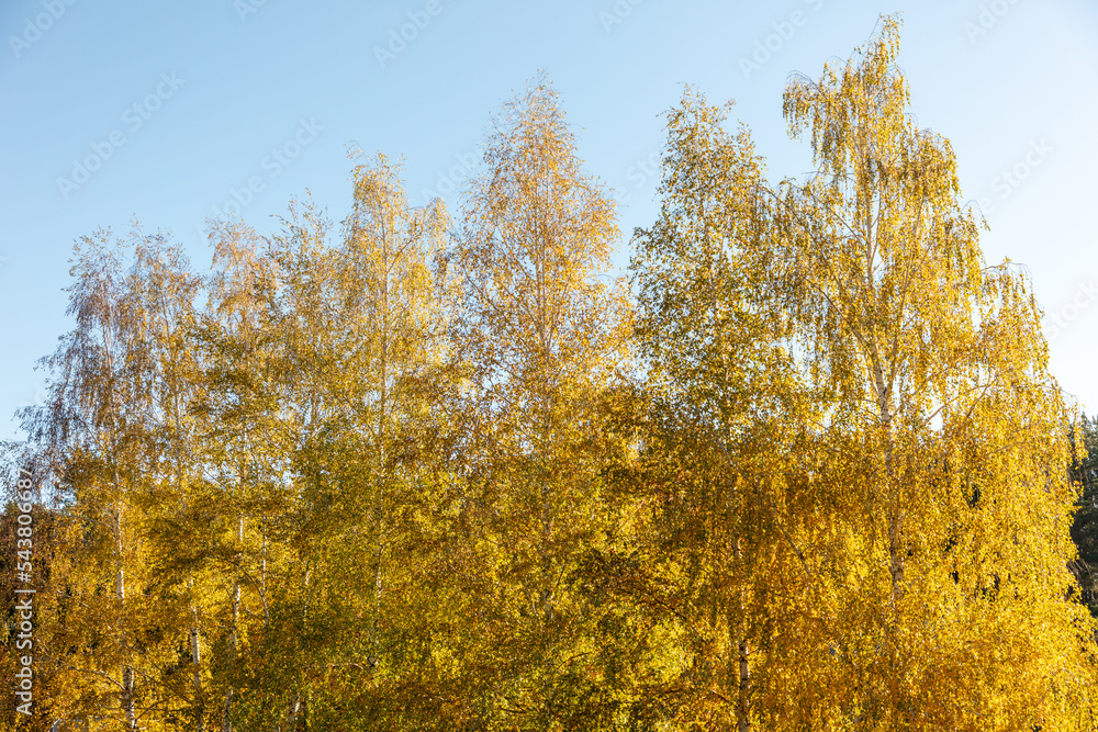 Fototapeta premium Yellow leaves on a birch tree in autumn.