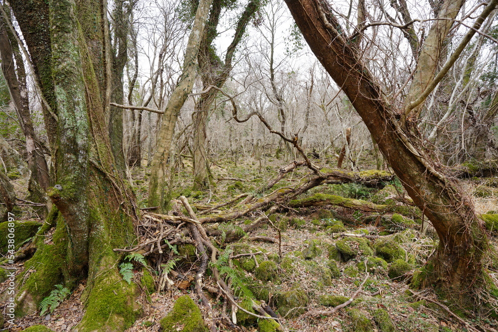 fallen trees and bare trees in winter forest fallen trees and bare trees in winter forest