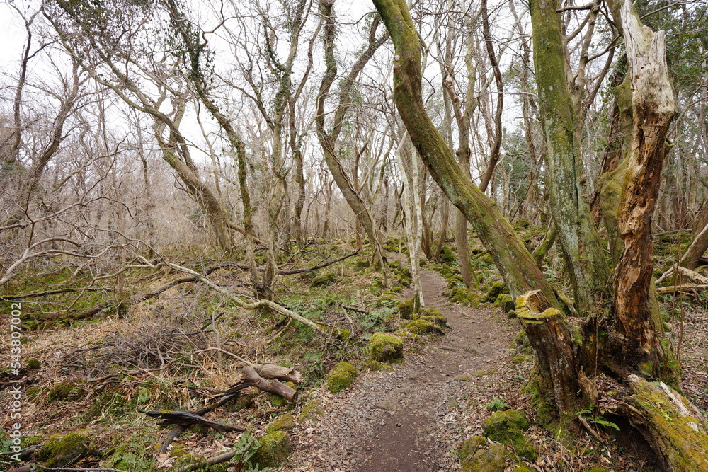 mossy old trees and vines in wild forest mossy old trees and vines in wild forest