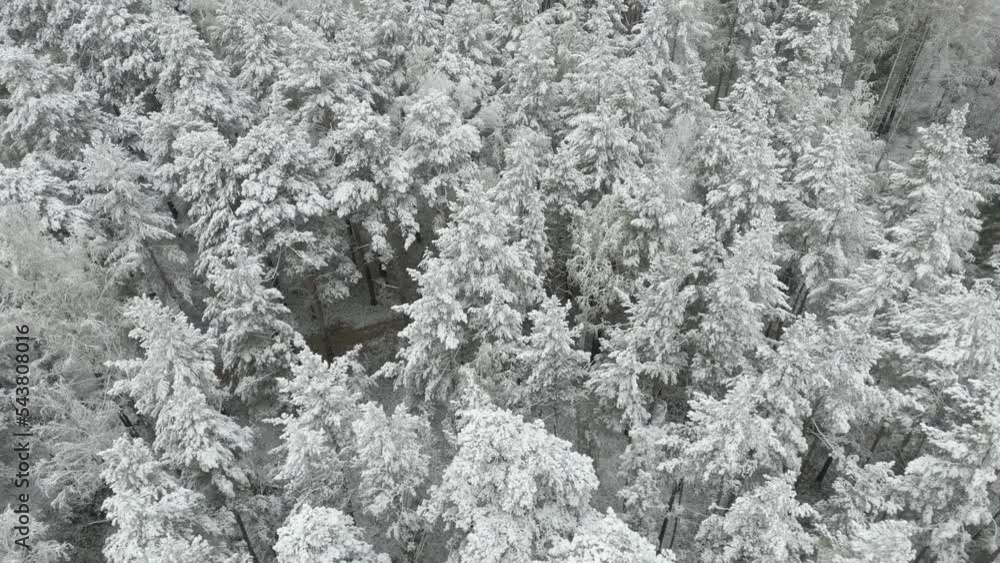 Winter pine forest in Russia top aerial view drone shot. Winter pine forest in Russia top aerial view drone shot.