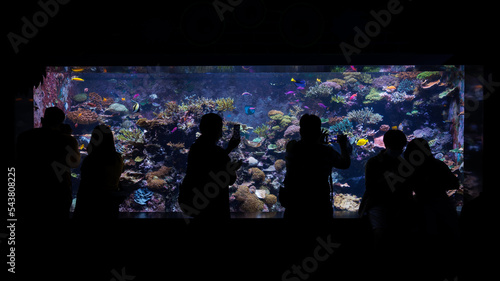 Photography Silhouette of People looking into fish tank full with ocean animal, coral and reef inside large aquarium at Singapore