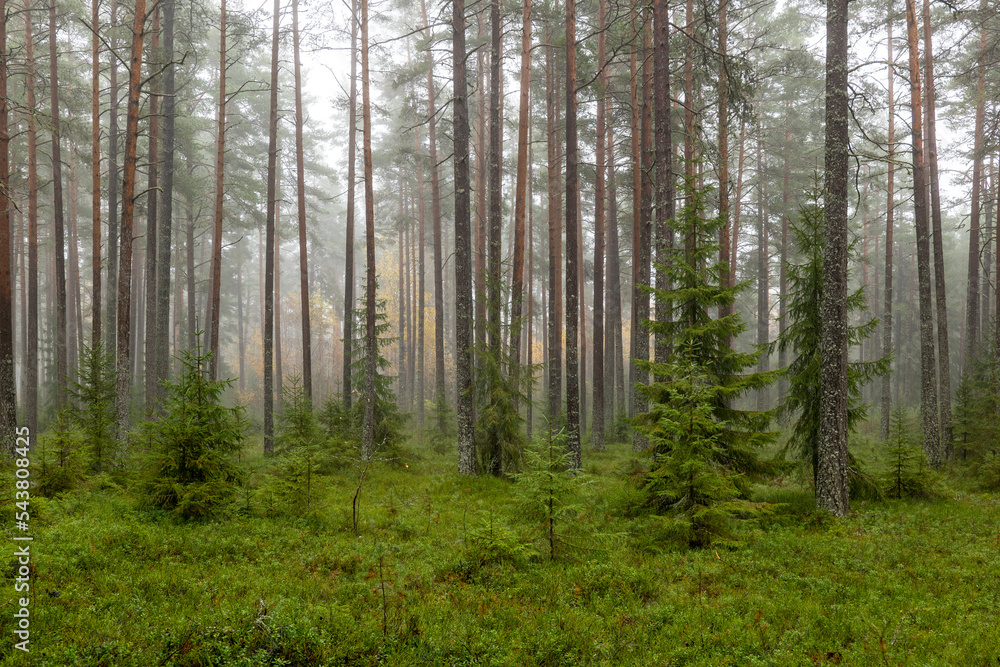 Pine tree forest in sunrise. Forest therapy and stress relief. Pine tree forest in sunrise. Forest therapy and stress relief.