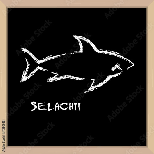 Shark icon hand drawn in chalk. Latin inscription. School board in a light wooden frame. 3D realistic vector illustration.
