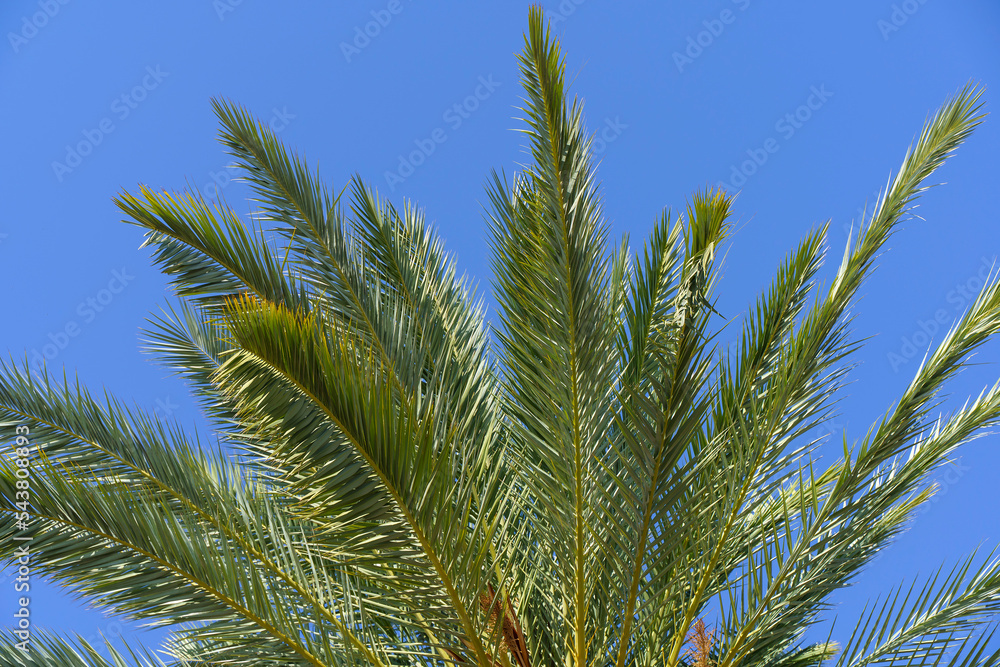 Tropical palm tree with green palm branches against a clear blue sky. Summer, vacation, relaxation, sun concept. Tropical palm tree with green palm branches against a clear blue sky. Summer, vacation, relaxation, sun concept.