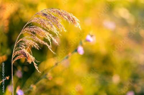 Bunch of weed hit by sunlight