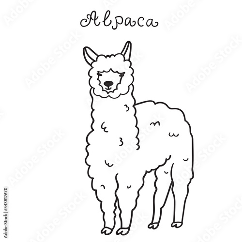 Alpaca standing. Graphic design. Outline vector illustration. 