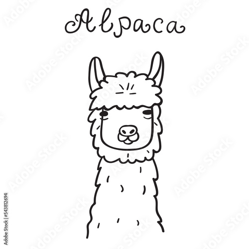 Alpaca face. Animal. Outline vector icon. 