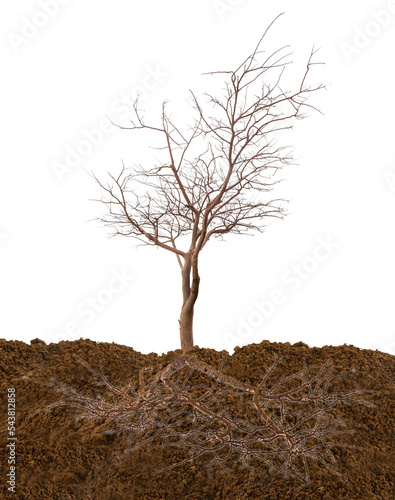 Arbre dépouillé en terre, racines apparentes, fond blanc  photo