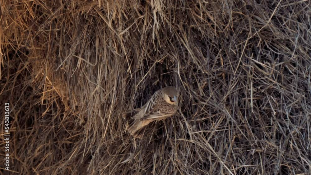 Sociable Weaver, or Philetairus socius, building a large compound ...