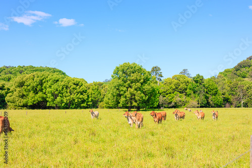 広いオーストラリアの大地に放牧された牛 © photok
