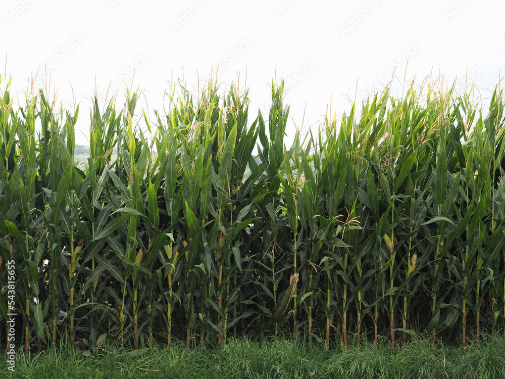 Obraz premium maize plants field background