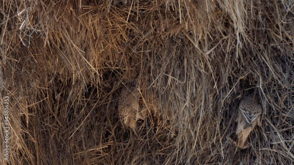 Sociable Weaver, or Philetairus socius, building a large compound ...