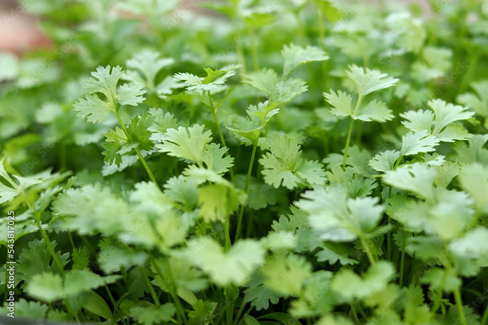 Fresh green organic coriander. Fresh green organic coriander.