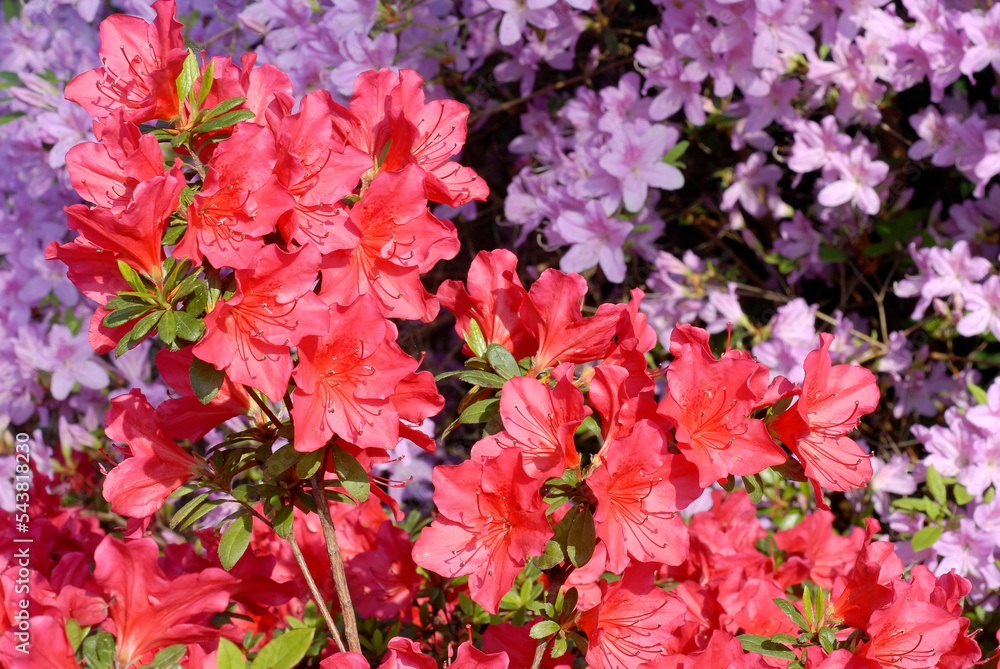 Rhododendron, Rhododendron x 'Vuyk's Scarlet' Rhododendron, Rhododendron x 'Vuyk's Scarlet'