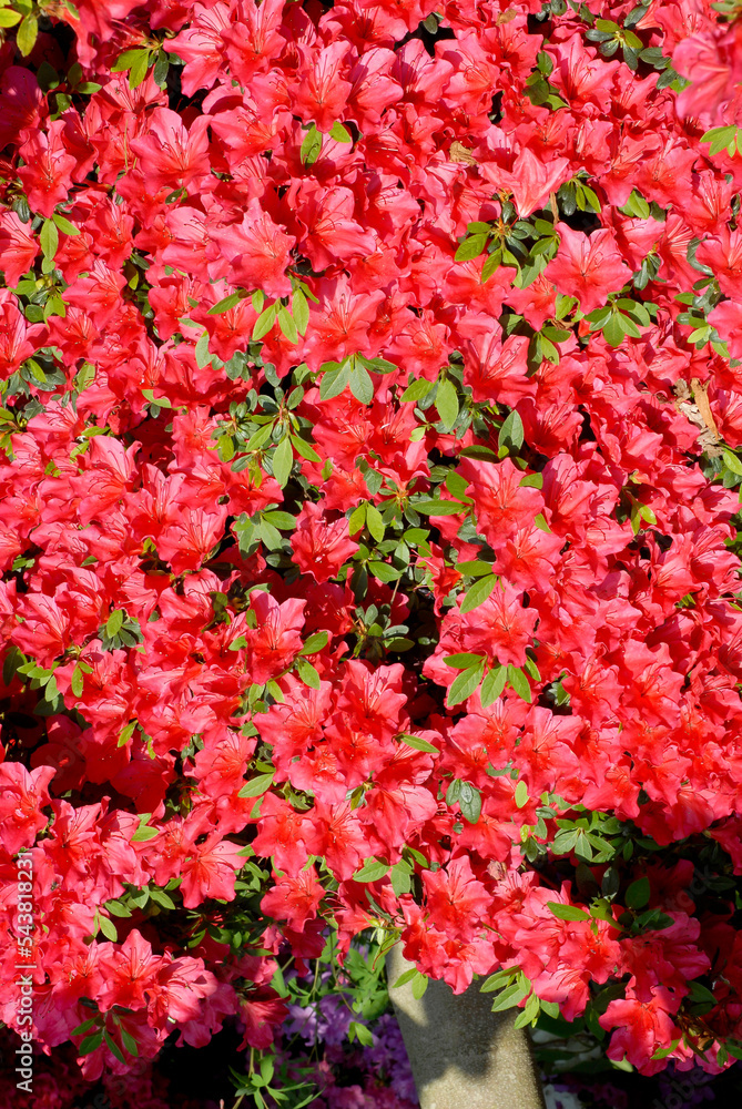 Rhododendron, Rhododendron x 'Vuyk's Scarlet' Rhododendron, Rhododendron x 'Vuyk's Scarlet'
