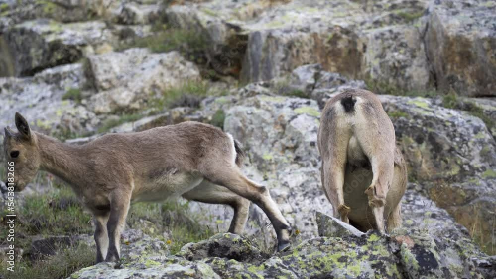 Family of wild mountain goats in the abandoned slate quarry found some food and eating. Family of wild mountain goats in the abandoned slate quarry found some food and eating.