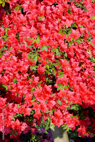 Fototapeta Naklejka Na Ścianę i Meble -  Rhododendron, Rhododendron x 'Vuyk's Scarlet'