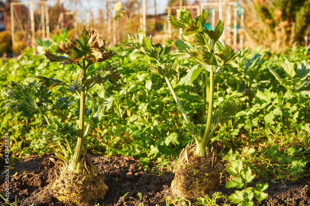 Seler zwyczajny, Apium graveolens