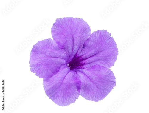 Purple Ruellia tuberosa flower with clipping path isolated on white background.