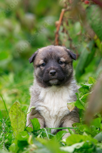 Puppy breed Alabai