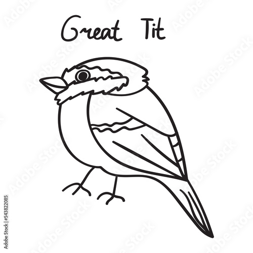 Little bird. Great tit. Vector outline hand drawn illustration on white background.