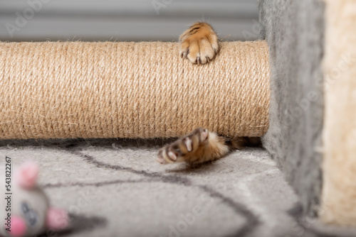Paws of a Bengal cat playing with a mouse at the scratching post.