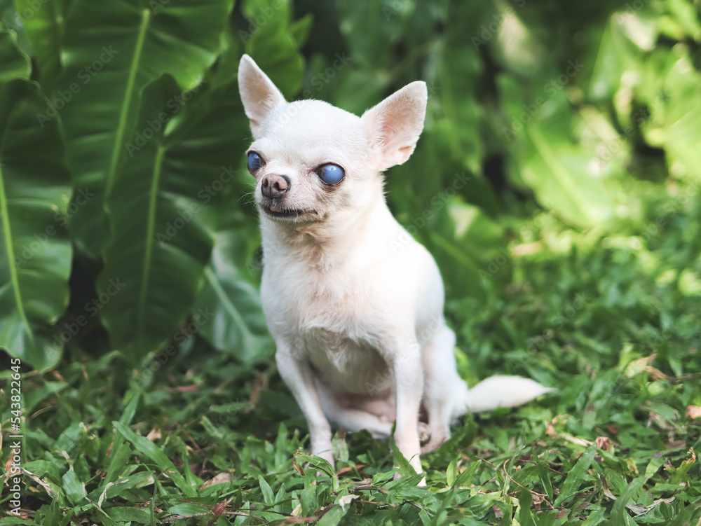 old chihuahua dog with blind eyes sitting in the garden with morning sunlight. old chihuahua dog with blind eyes sitting in the garden with morning sunlight.