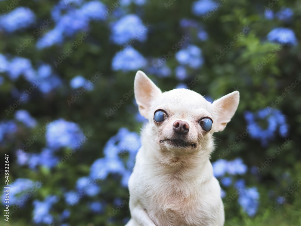 old chihuahua dog with blind eyes sitting in the garden with purple flowers. old chihuahua dog with blind eyes sitting in the garden with purple flowers.