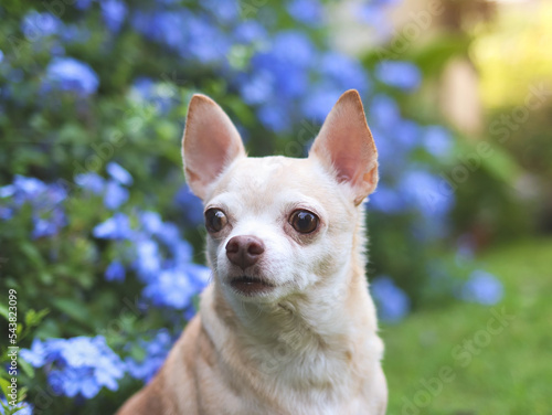 brown short hair Chihuahua dog sitting on green grass in the garden with purple flowers blackground, looking away curiously, copy space.