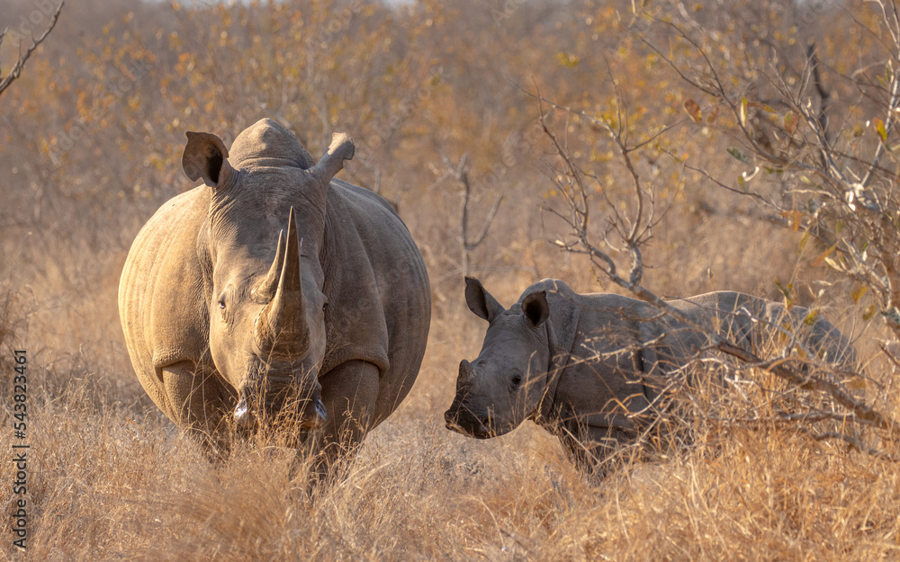 White rhinoceros with a calf (Ceratotherium simum) in the early morning light, Timbavati Game Reserve, South Africa. White rhinoceros with a calf (Ceratotherium simum) in the early morning light, Timbavati Game Reserve, South Africa.