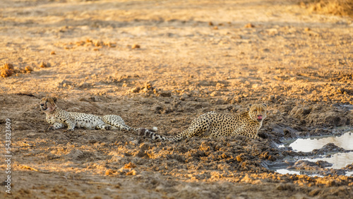 Two cheetah male brothers (Acinonyx jubatus) in evening light, Timbavati Game Reserve, South Africa.